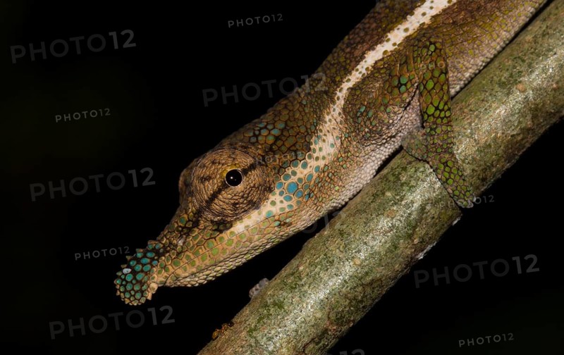 Boettger's chameleon