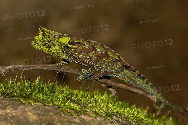 Iaraka river leaf chameleon