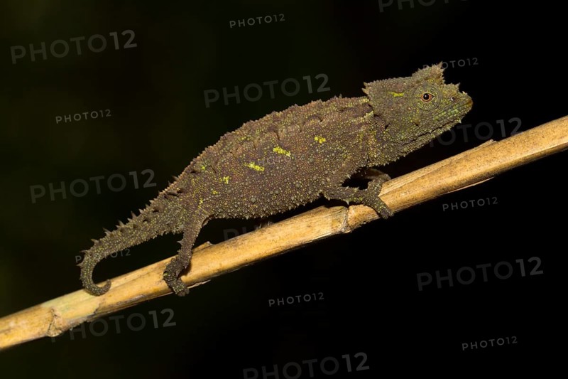Brookesia vadoni