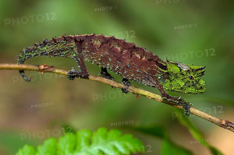 Brookesia vadoni