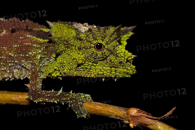Brookesia vadoni