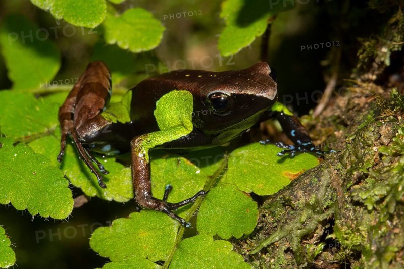 Guibe's mantella