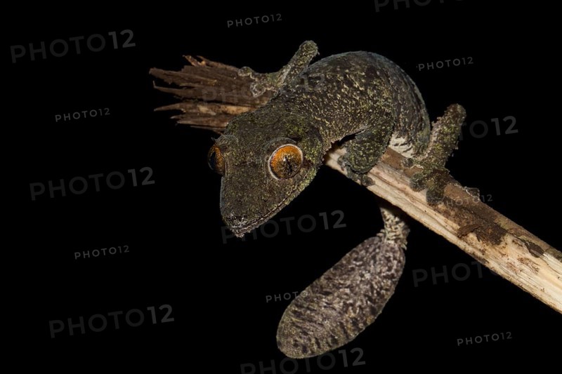 Mossy leaf-tailed gecko