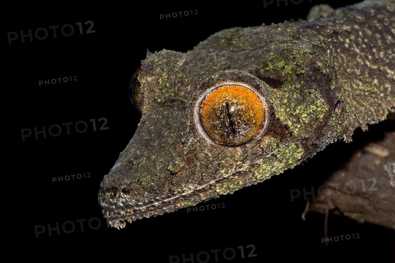 Mossy leaf-tailed gecko