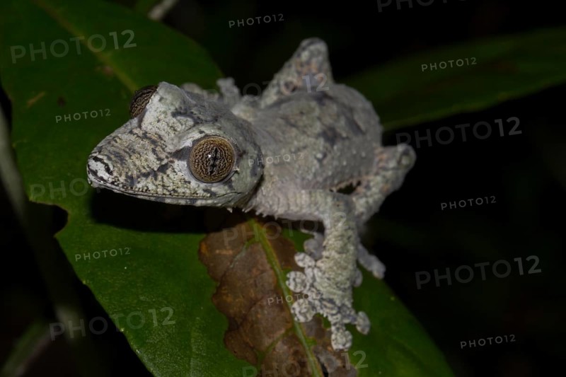 Mossy leaf-tailed gecko