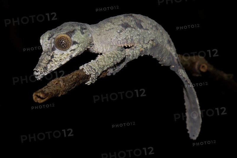 Leaf-tailed gecko