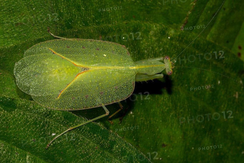 Mantis