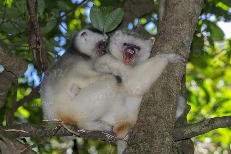 Silky sifaka or silky simpona