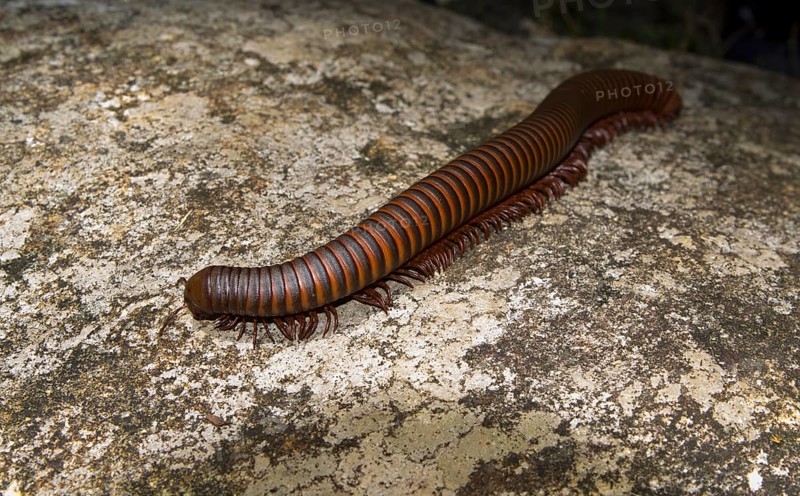 Large millipede