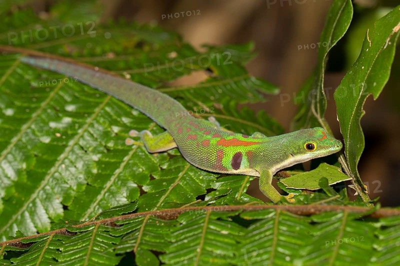 Peacock day gecko