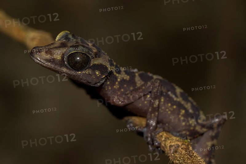 Graceful Madagascar Ground Gecko