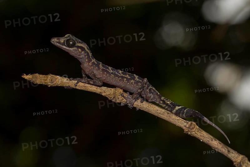 Graceful Madagascar Ground Gecko