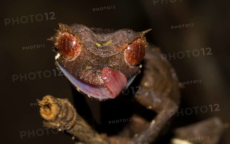 Leaf-tailed gecko