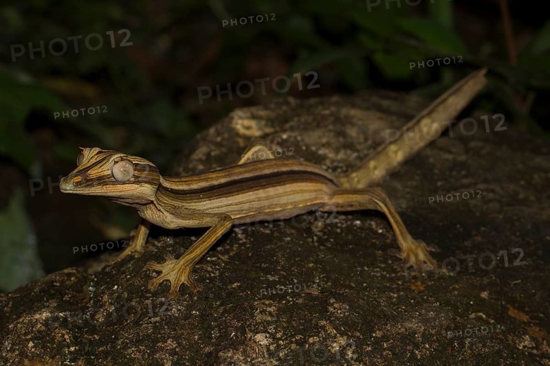 Lined flat-tail gecko
