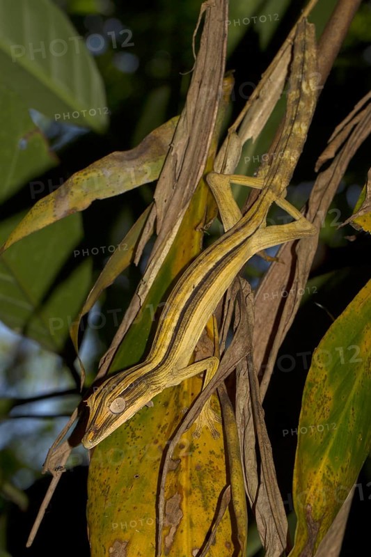 Lined flat-tail gecko