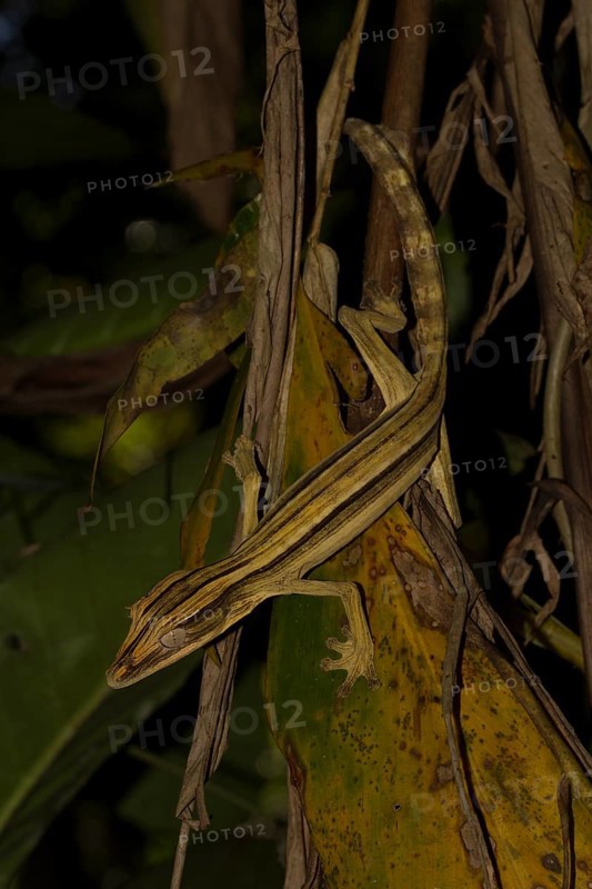 Mossy leaf-tailed gecko