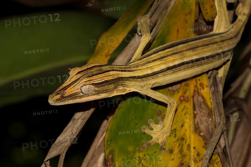 Lined flat-tail gecko