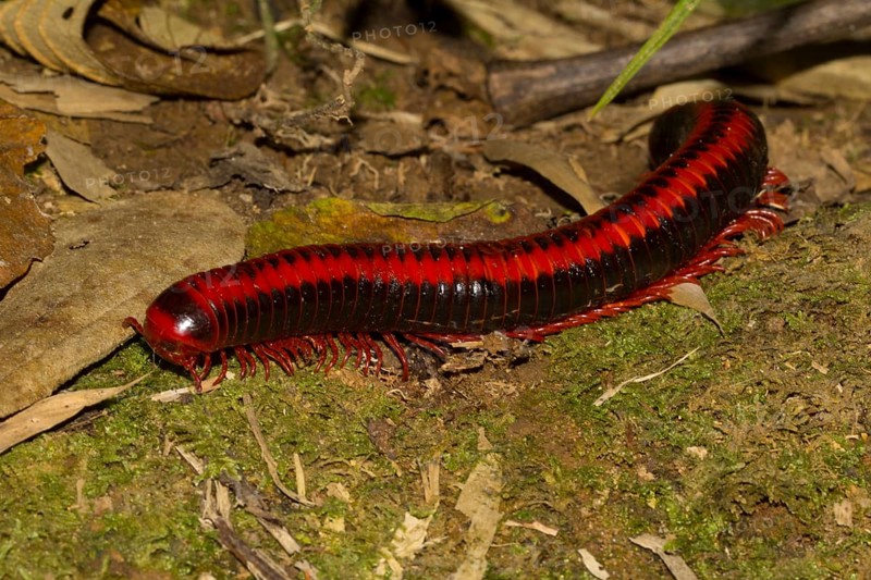 Red millipede