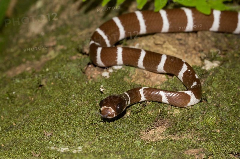 Snake