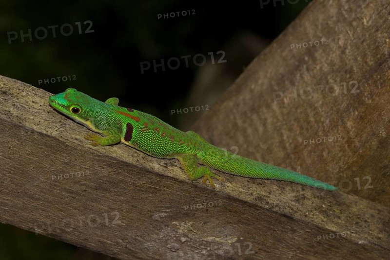Peacock day gecko