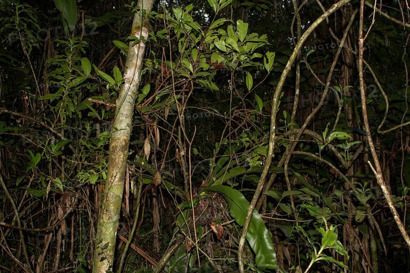 Mossy leaf-tailed gecko