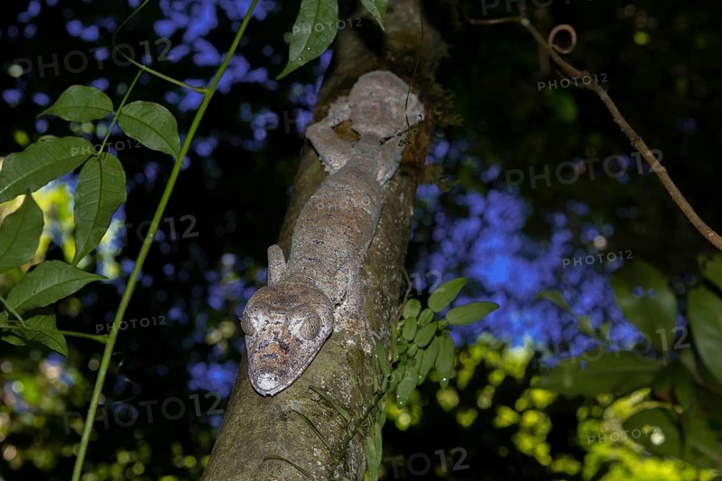 Mossy leaf-tailed gecko