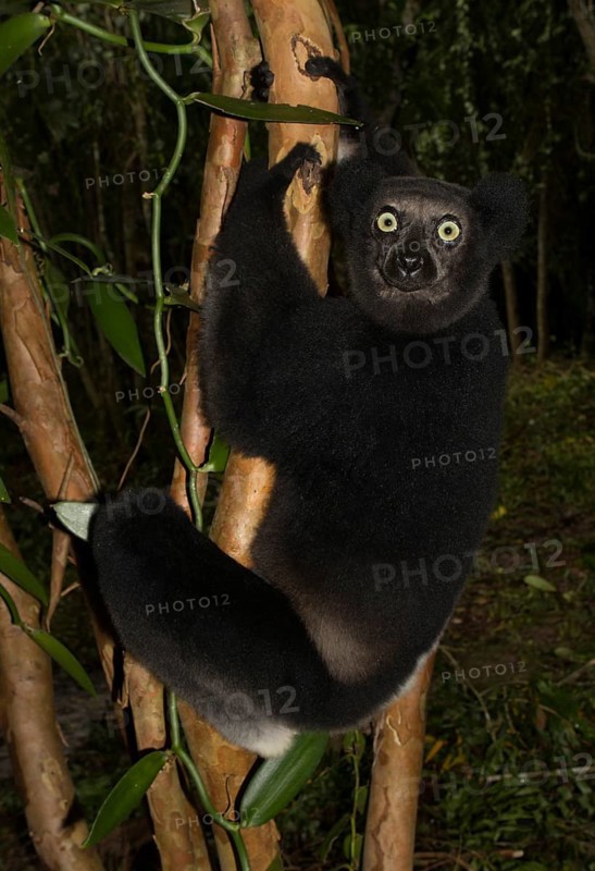 Indri