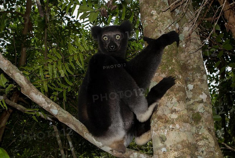 Indri or babakoto