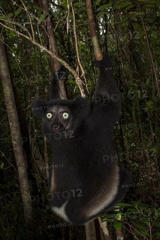 Indri