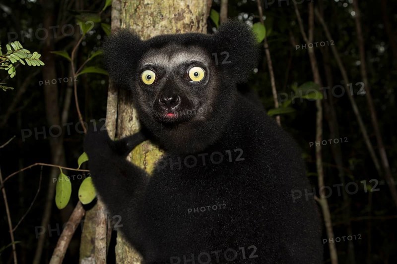 Indri