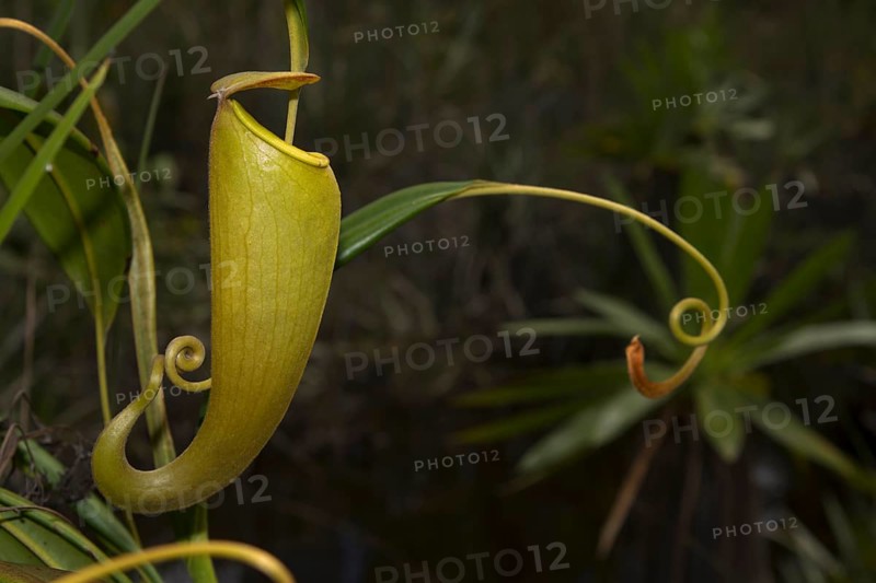 Pitcher plant