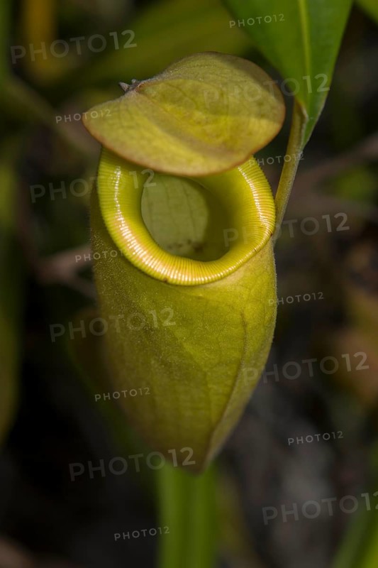 Pitcher plant