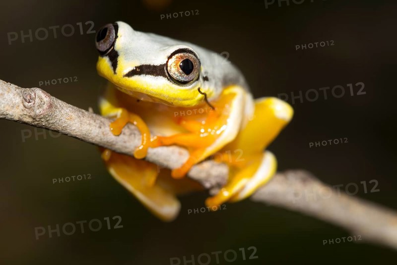 Madagascar Reed Frog