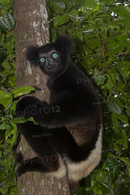 Indri