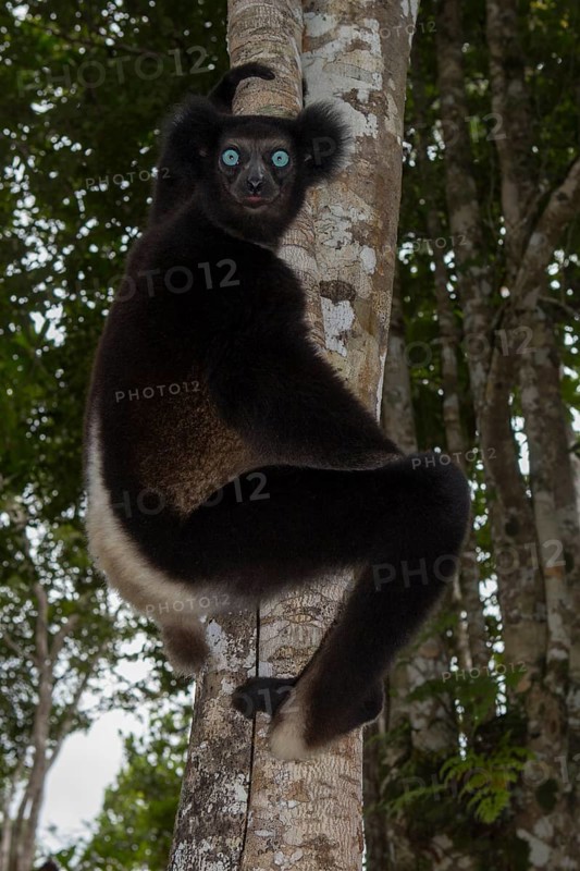 Indri or babakoto