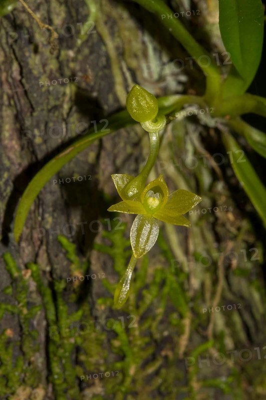 Orchid