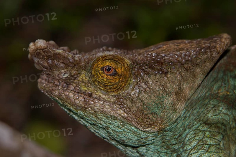 Parson's chameleon