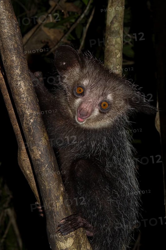 Aye-aye