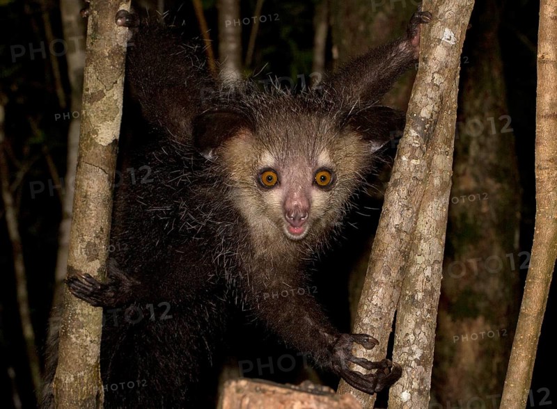 Aye-aye