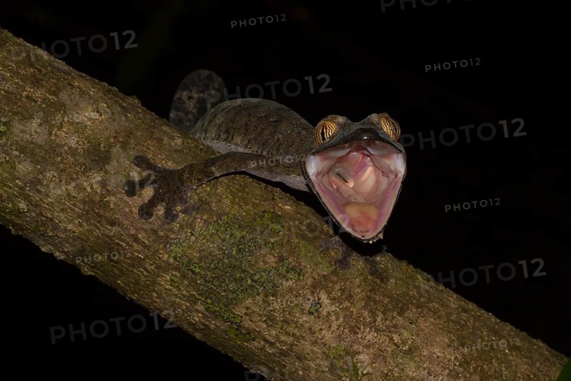Giant leaf-tailed gecko