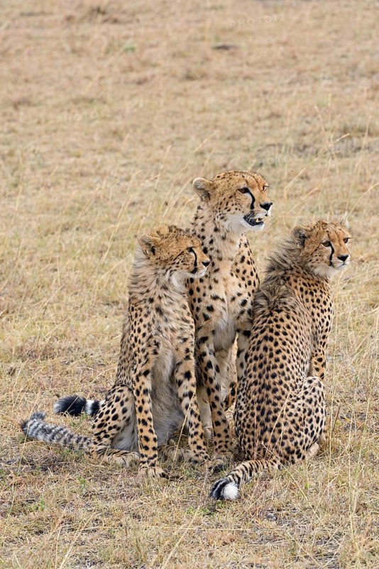 Cheetah