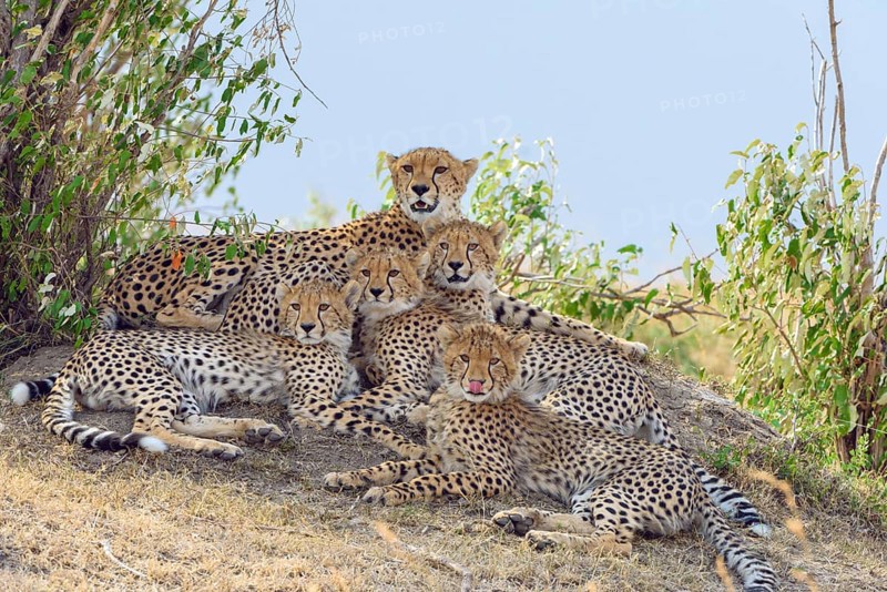Cheetah