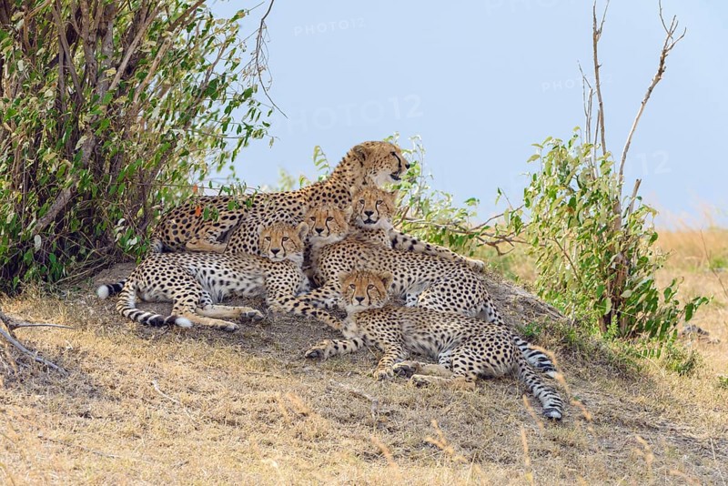 Cheetah