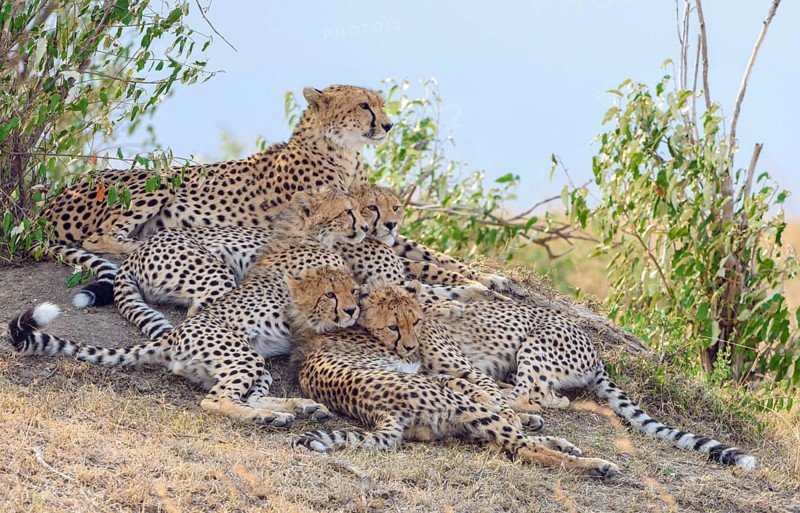 Cheetah