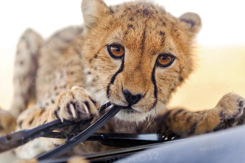 Young cheetah