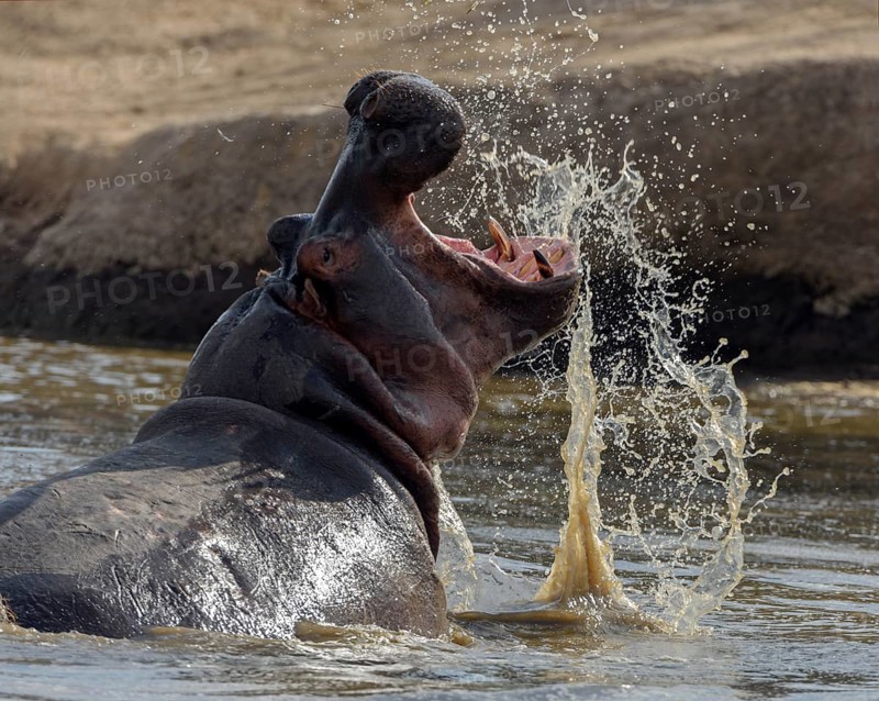 Hippopotamus