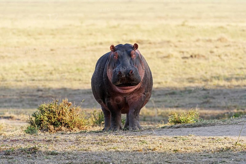 Hippopotamus