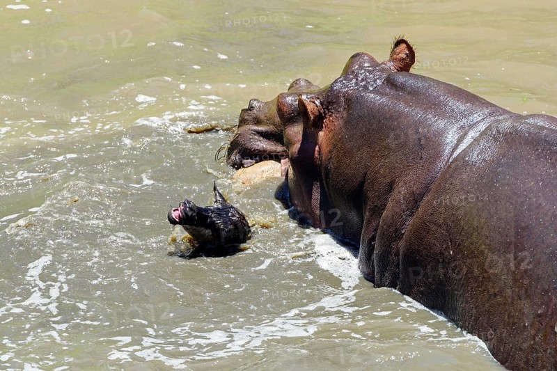 Hippopotamus