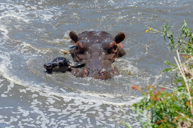 Hippopotamus