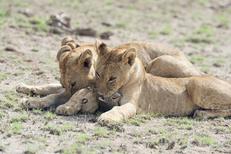 Two young lions